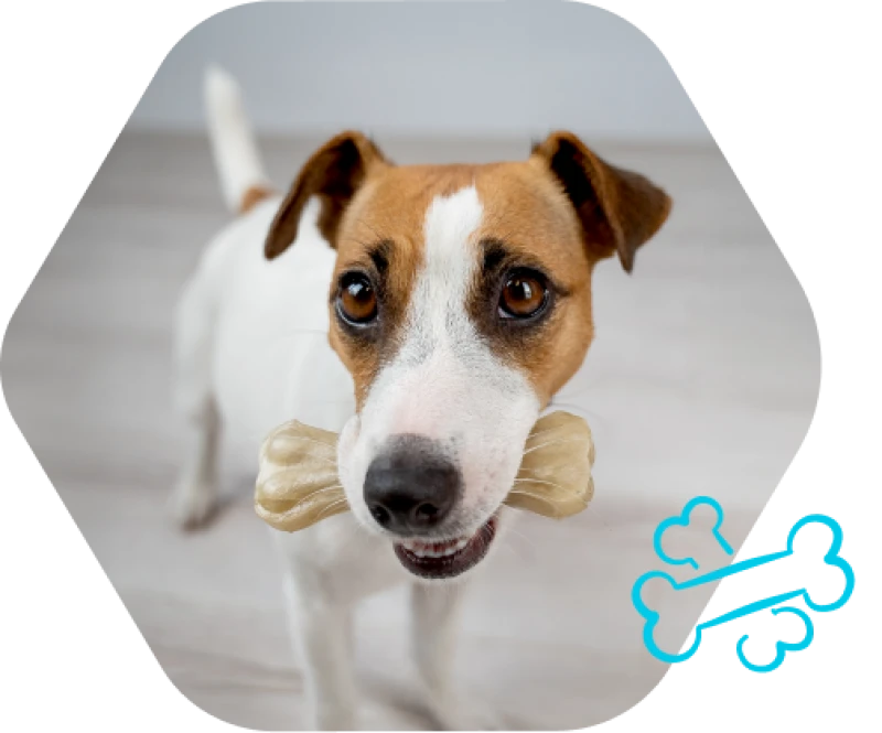 Jack Russell brown and white dog with a bone in his mouth